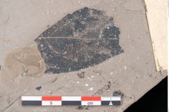 Foto (Detailansicht) von Persea speciosa Heer (NHMW-GEO-2024-0188-7995)